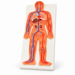 Human Circulatory System Model